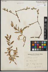 Foto von Salix purpurea L. x Salix repens L.